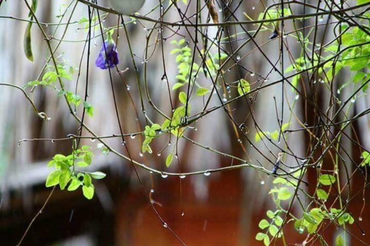 לונג האי Bach Cuc Homestay מראה חיצוני תמונה